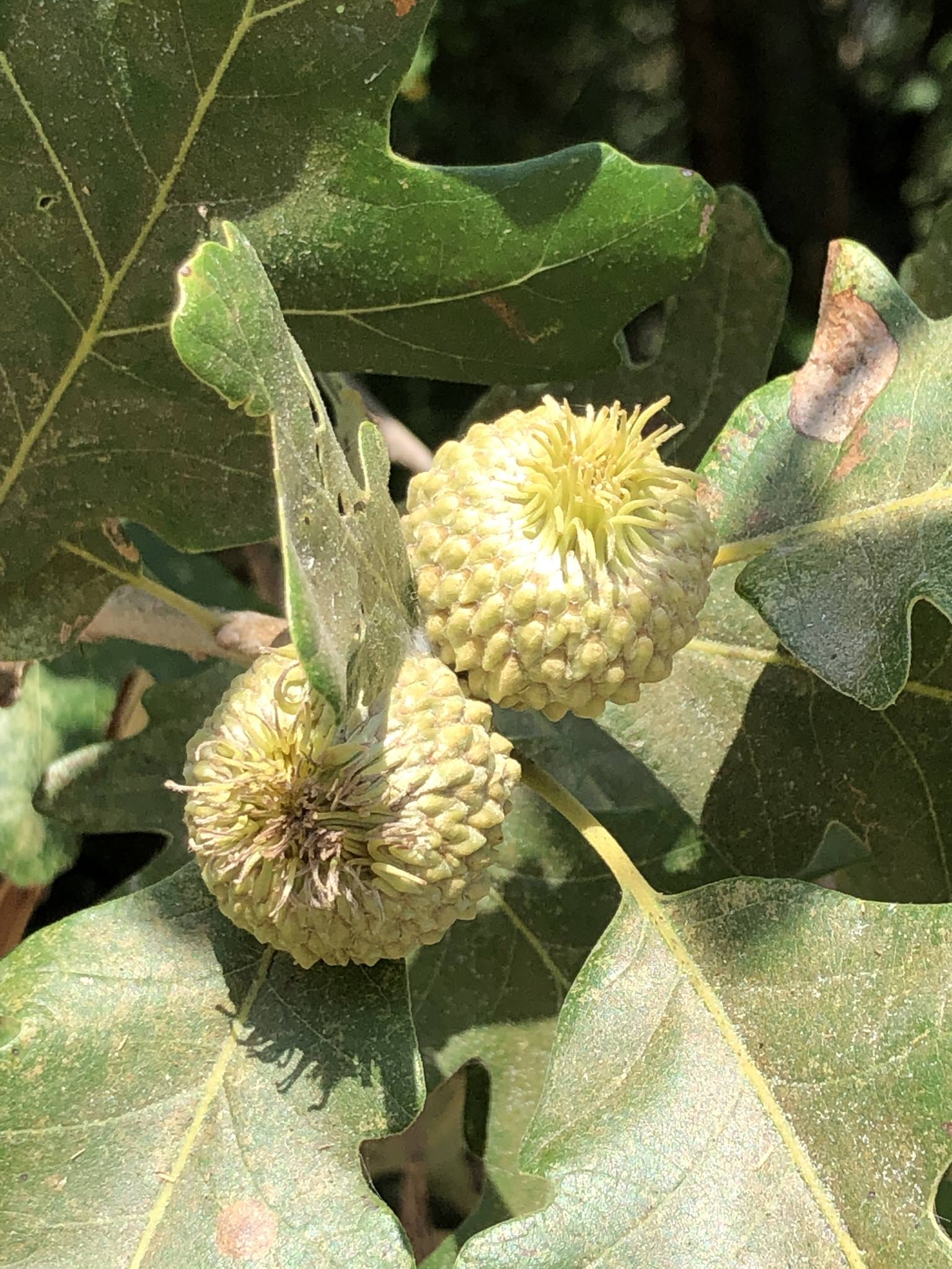 Quercus macrocarpa